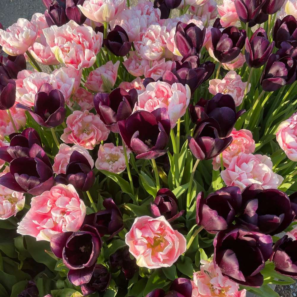 Tulipanblanding 'Isabella'